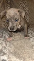 Grey Brindle Male , a male American Bully for sale in Lockport, NY – Photo 2 of 2