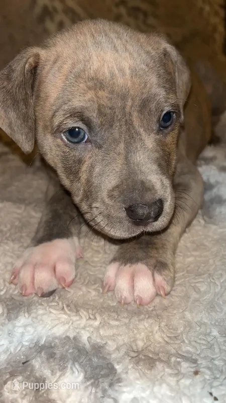 Grey Brindle Male  – American Bully puppy for sale in Lockport, NY