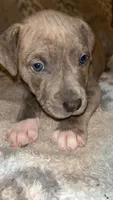 Grey Brindle Male , a male American Bully for sale in Lockport, NY – Photo 1 of 2