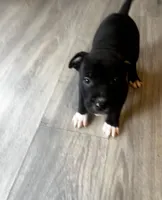 Black and White Male , a male American Bully for sale in Lockport, NY – Photo 2 of 3