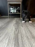 Black and White Male , a male American Bully for sale in Lockport, NY – Photo 3 of 3