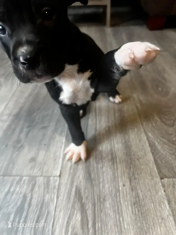 Black and White Male  – American Bully puppy for sale in Lockport, NY