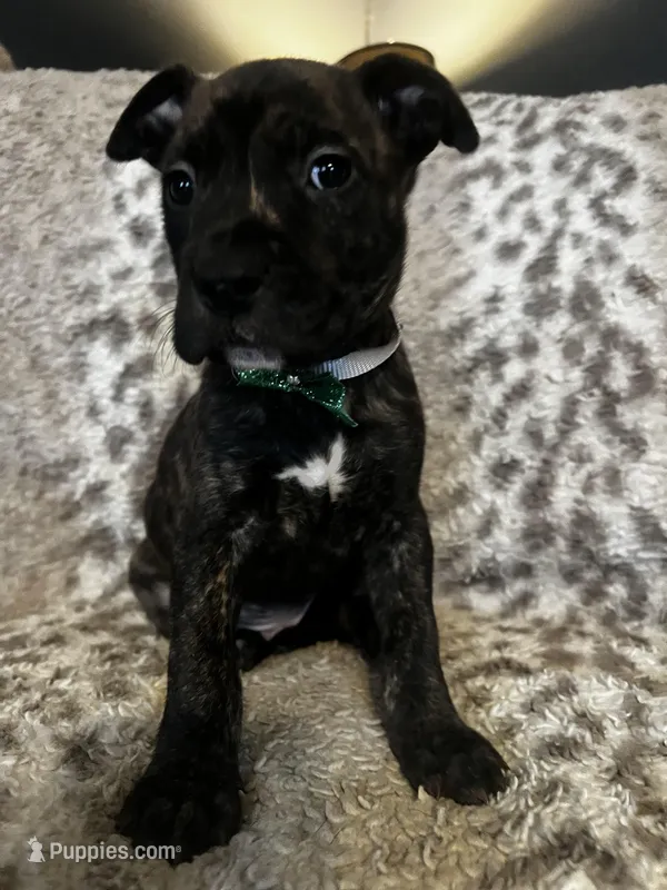  Brindle Male  – American Bully puppy for sale in Lockport, NY