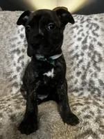  Brindle Male , a male American Bully for sale in Lockport, NY – Photo 1 of 3