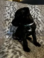  Brindle Male , a male American Bully for sale in Lockport, NY – Photo 2 of 3