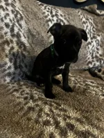  Brindle Male , a male American Bully for sale in Lockport, NY – Photo 3 of 3