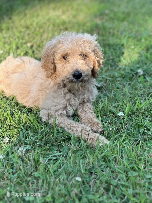 Maverick  – Poodle - Standard  puppy for sale in Brainerd, MN