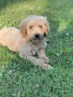 Maverick , a male Poodle - Standard  for sale in Brainerd, MN – 1 of 1