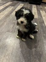 Maverick , a male Bernedoodle for sale in Brainerd, MN – Photo 2 of 2