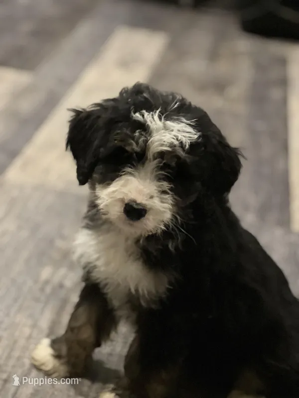 Maverick , a male Bernedoodle for sale in Brainerd, MN – Photo 1 of 2