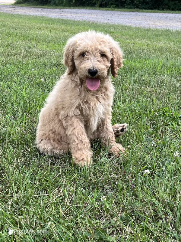 Maverick  – Poodle - Standard  puppy for sale in Brainerd, MN