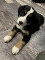 Riley, a male Bernese Mountain Dog for sale in Brainerd, MN – Photo 2 of 2