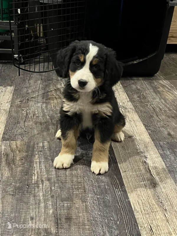 Riley, a male Bernese Mountain Dog for sale in Brainerd, MN – Photo 1 of 2