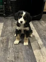 Riley, a male Bernese Mountain Dog for sale in Brainerd, MN – Photo 1 of 2