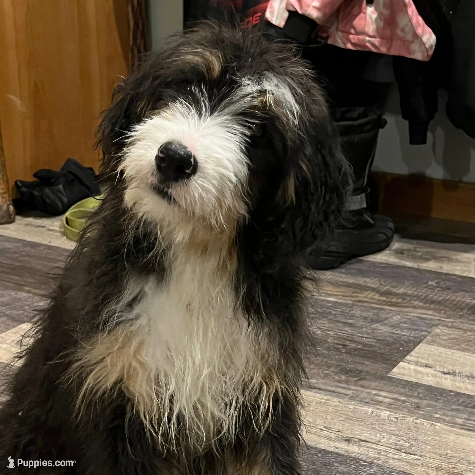 Oakley, a female Bernedoodle for sale in Brainerd, MN – Photo 3 of 4