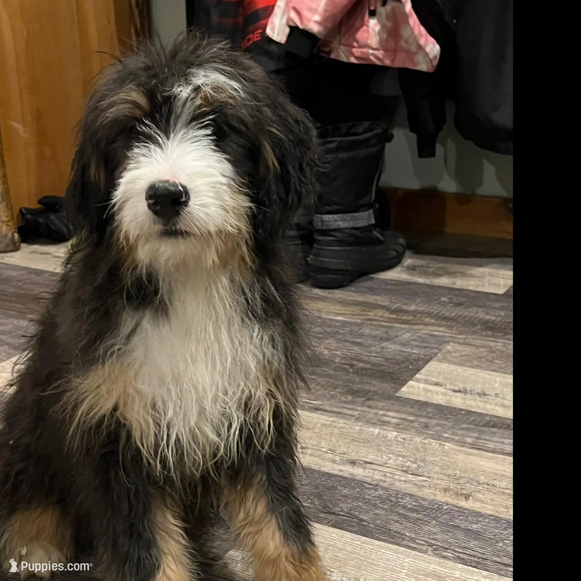 Oakley – Bernedoodle puppy for sale in Brainerd, MN
