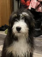 Oakley, a female Bernedoodle for sale in Brainerd, MN – Photo 2 of 4