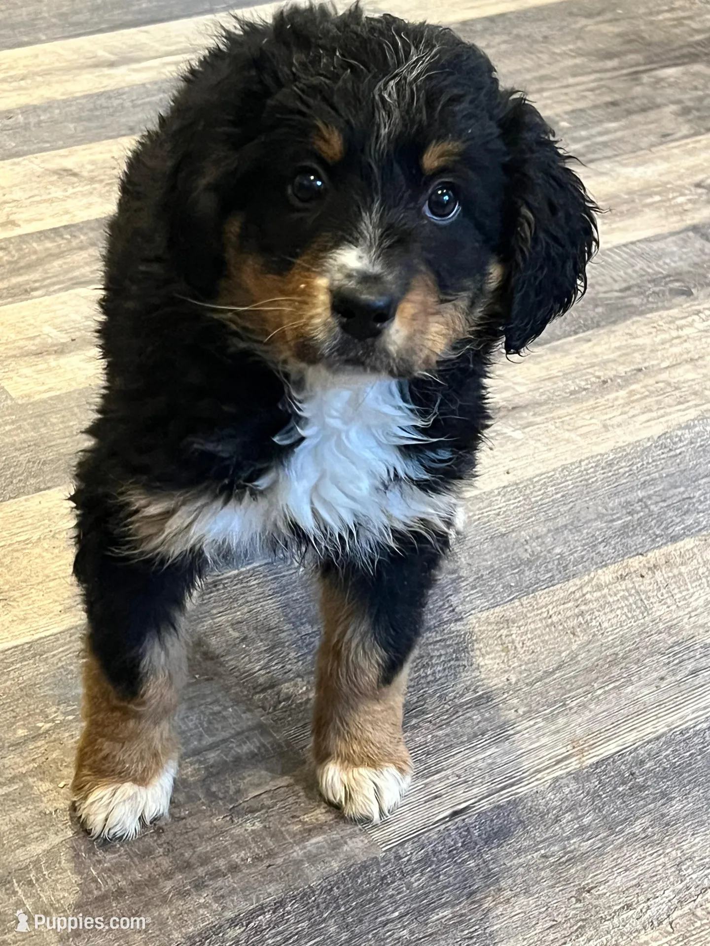 Maggie, a female Bernedoodle for sale in Brainerd, MN – Photo 3 of 3