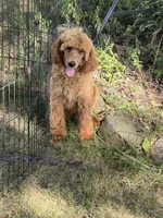 Timber, a male Poodle - Standard  for sale in Brainerd, MN – 1 of 1