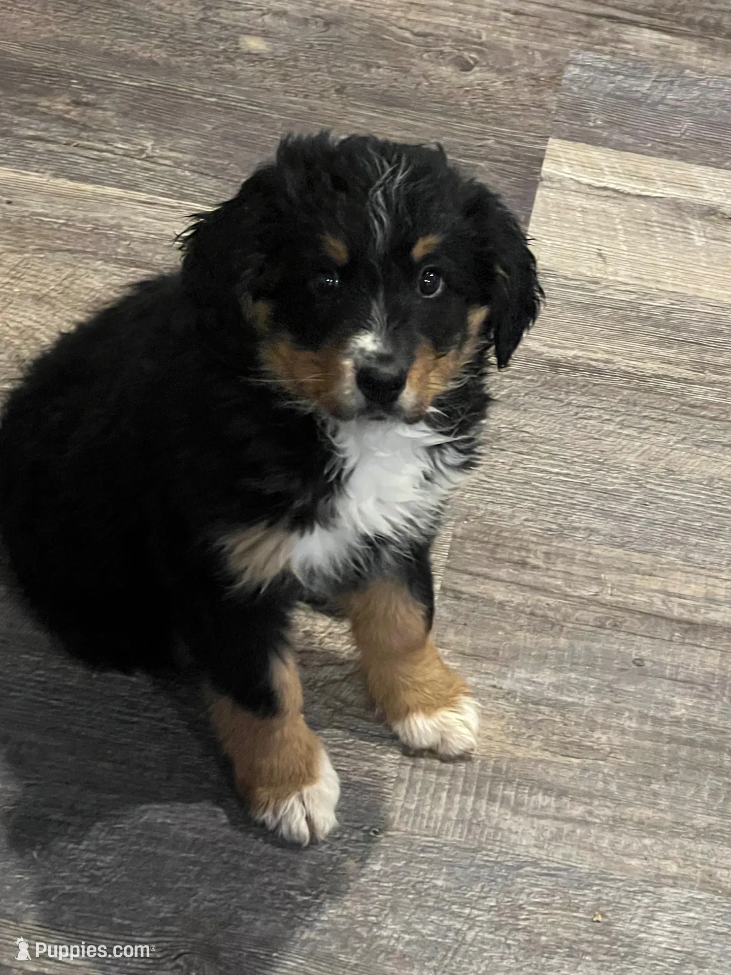 Maggie – Bernedoodle puppy for sale in Brainerd, MN