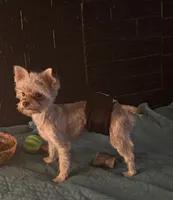 Coopee - AKC/CKC Small Blonde Chocolate, a male Yorkshire Terrier for sale in Chillicothe, OH – 6 of 8