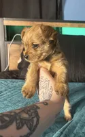 AKC/CKC - Sunshine - Blonde, a female Yorkshire Terrier for sale in Chillicothe, OH – 6 of 8