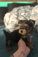 AKC/CKC Stitch, a male Yorkshire Terrier for sale in Chillicothe, OH – 2 of 8