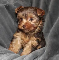 AKC/CKC Chocolate Female, a female Yorkshire Terrier for sale in Chillicothe, OH – Photo 2 of 7