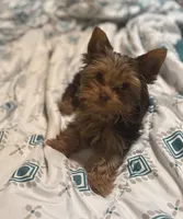 Ash - AKC/CKC Chocolate Female, a female Yorkshire Terrier for sale in Chillicothe, OH – Photo 6 of 10