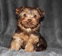 AKC/CKC Chocolate Female, a female Yorkshire Terrier for sale in Chillicothe, OH – Photo 5 of 7
