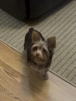 Ash - AKC/CKC Chocolate Female, a female Yorkshire Terrier for sale in Chillicothe, OH – Photo 8 of 10