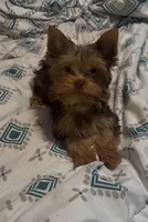 Ash - AKC/CKC Chocolate Female, a female Yorkshire Terrier for sale in Chillicothe, OH – Photo 2 of 10