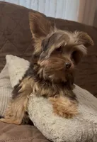 Ash - AKC/CKC Chocolate Female, a female Yorkshire Terrier for sale in Chillicothe, OH – Photo 9 of 10