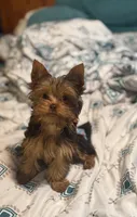 Ash - AKC/CKC Chocolate Female, a female Yorkshire Terrier for sale in Chillicothe, OH – Photo 7 of 10