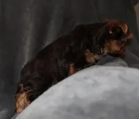 AKC/CKC Chocolate Female, a female Yorkshire Terrier for sale in Chillicothe, OH – Photo 6 of 7