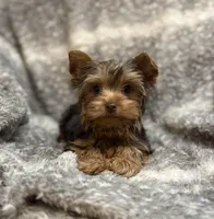 Ash - AKC/CKC Chocolate Female, a female Yorkshire Terrier for sale in Chillicothe, OH – Photo 2 of 10