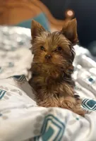 Ash - AKC/CKC Chocolate Female, a female Yorkshire Terrier for sale in Chillicothe, OH – Photo 9 of 10