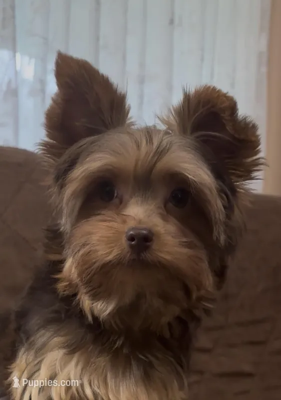 Ash - AKC/CKC Chocolate Female – Yorkshire Terrier puppy for sale in Chillicothe, OH
