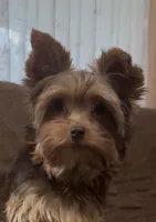 Ash - AKC/CKC Chocolate Female, a female Yorkshire Terrier for sale in Chillicothe, OH – Photo 1 of 10