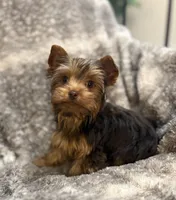 Ash - AKC/CKC Chocolate Female, a female Yorkshire Terrier for sale in Chillicothe, OH – Photo 8 of 10