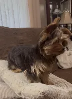 Ash - AKC/CKC Chocolate Female, a female Yorkshire Terrier for sale in Chillicothe, OH – Photo 10 of 10