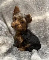 Ash - AKC/CKC Chocolate Female, a female Yorkshire Terrier for sale in Chillicothe, OH – Photo 9 of 10