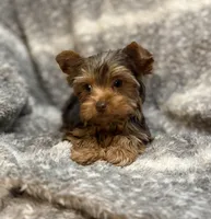 Ash - AKC/CKC Chocolate Female, a female Yorkshire Terrier for sale in Chillicothe, OH – Photo 4 of 10