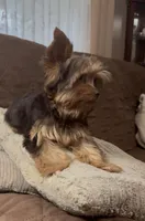 Ash - AKC/CKC Chocolate Female, a female Yorkshire Terrier for sale in Chillicothe, OH – Photo 6 of 10