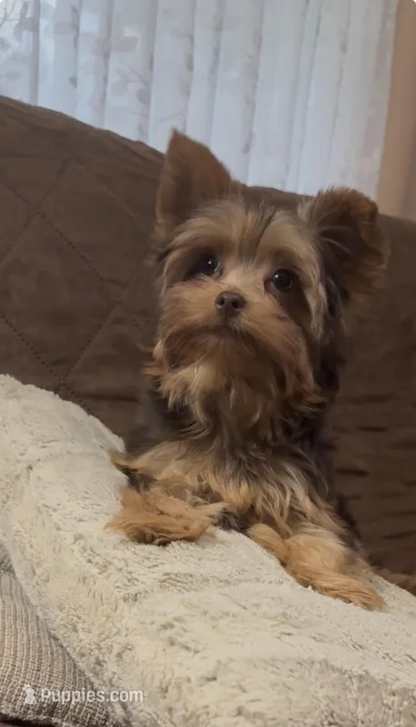 Ash - AKC/CKC Chocolate Female – Yorkshire Terrier puppy for sale in Chillicothe, OH