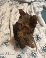 Ash - AKC/CKC Chocolate Female, a female Yorkshire Terrier for sale in Chillicothe, OH – Photo 4 of 10