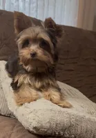 Ash - AKC/CKC Chocolate Female, a female Yorkshire Terrier for sale in Chillicothe, OH – Photo 2 of 10