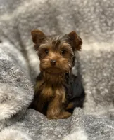 Ash - AKC/CKC Chocolate Female, a female Yorkshire Terrier for sale in Chillicothe, OH – Photo 3 of 10