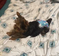 Ash - AKC/CKC Chocolate Female, a female Yorkshire Terrier for sale in Chillicothe, OH – Photo 8 of 10