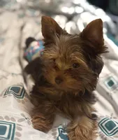 Ash - AKC/CKC Chocolate Female, a female Yorkshire Terrier for sale in Chillicothe, OH – Photo 5 of 10
